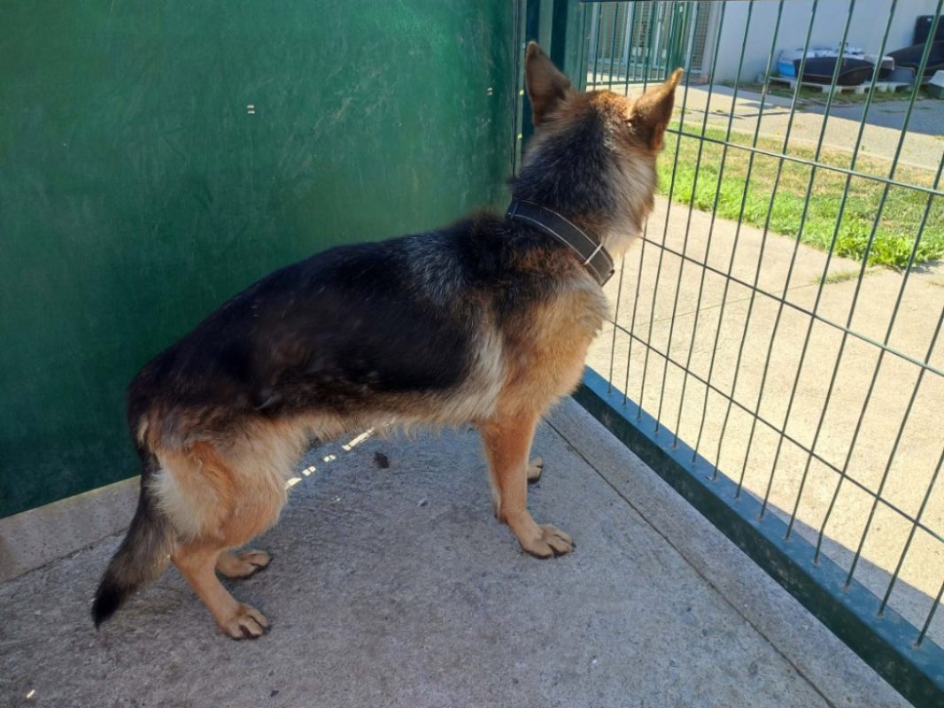 Virgule - Chien Berger Allemand à adopter - photo 4