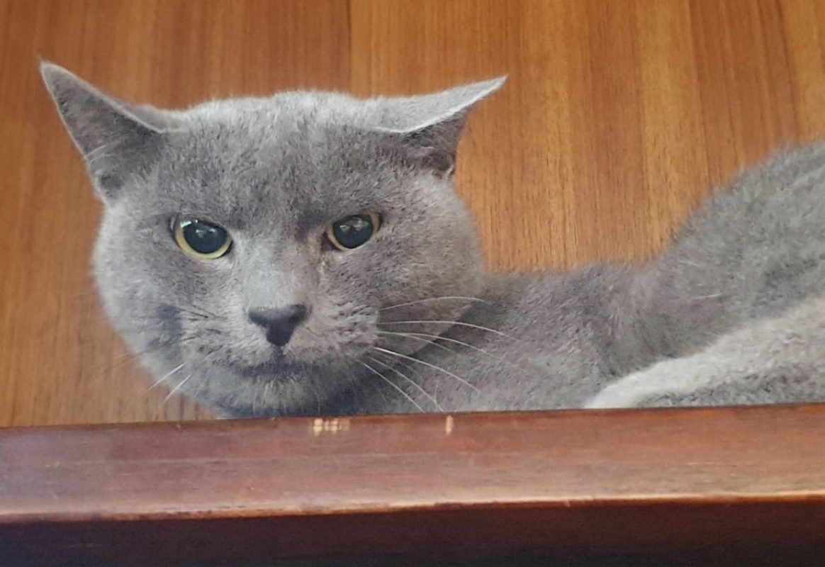 Oz - Chat Européen à adopter