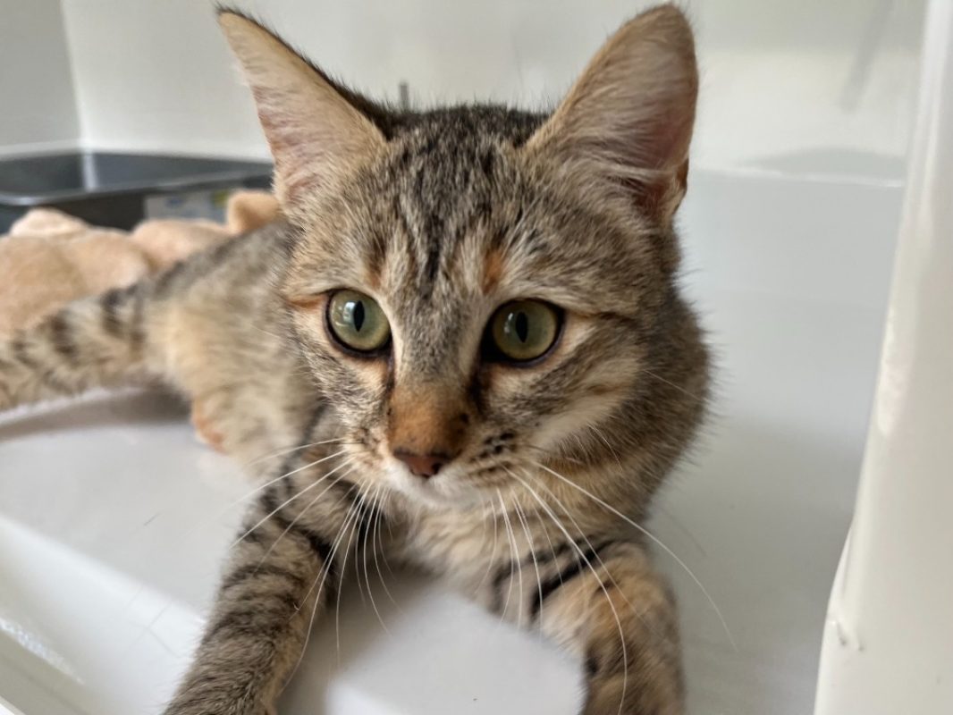 Libra - Chat Européen à adopter