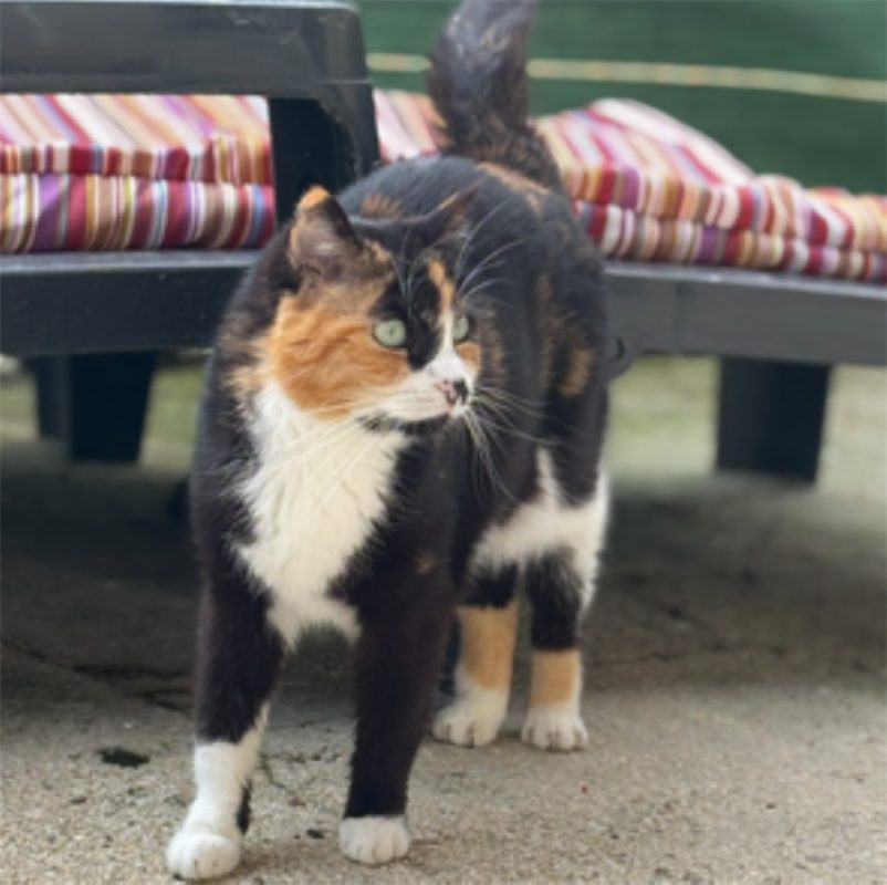 Carmina - Chat Européen à adopter