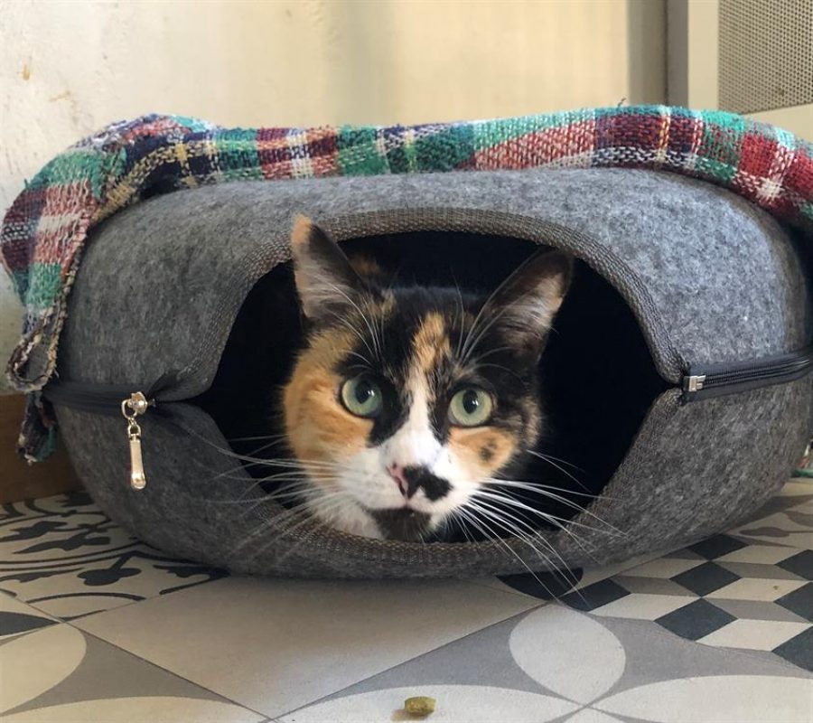 Carmina - Chat Européen à adopter - photo 2