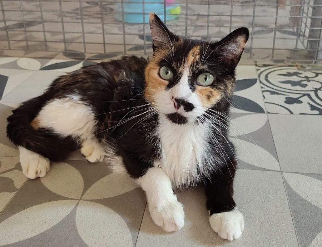 Carmina - Chat Européen à adopter - photo 3
