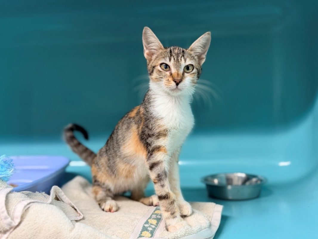 Fifi - Chat Européen à adopter