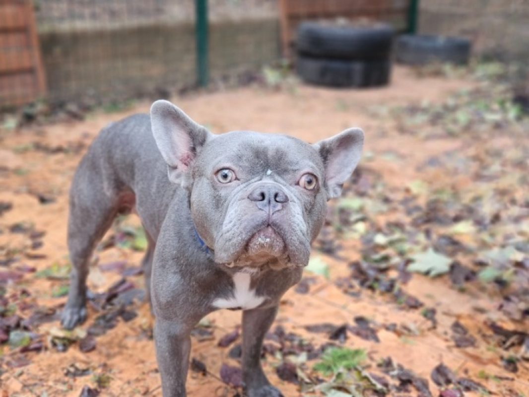 Venom - Chien Bouledogue Français à adopter