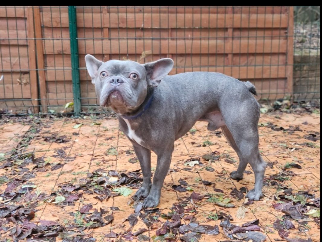 Venom - Chien Bouledogue Français à adopter - photo 2