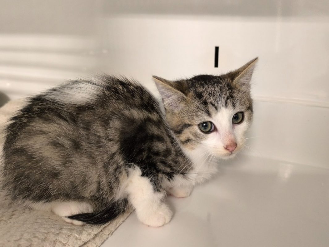 Lilo - Chat Européen à adopter