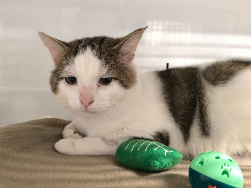 Shiro - Chat Européen à adopter