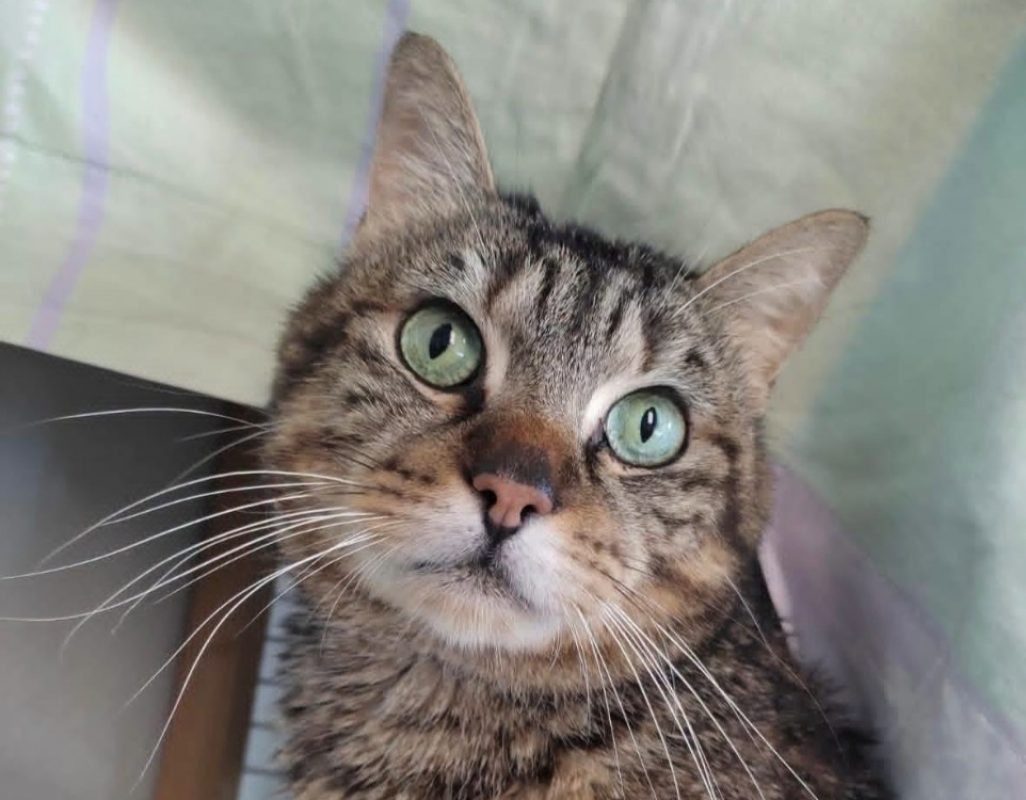 Antonio - Chat Européen à adopter