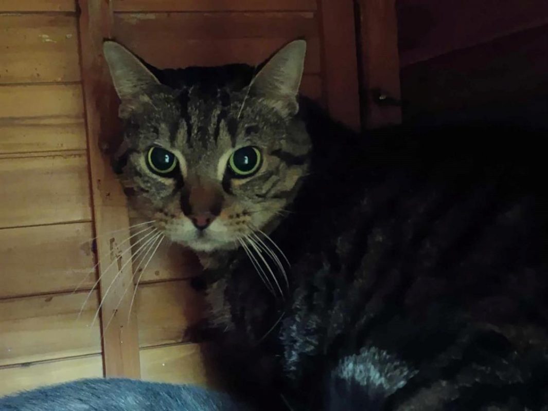 Antonio - Chat Européen à adopter - photo 3