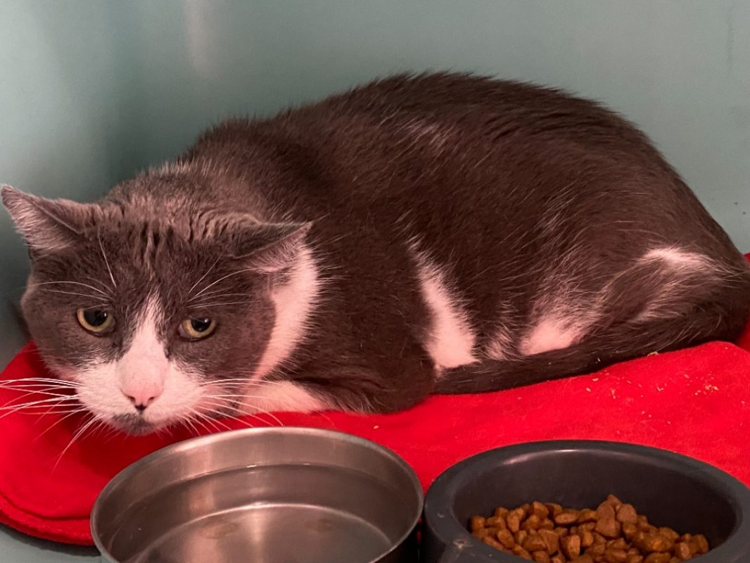 Coockie - Chat Européen à adopter