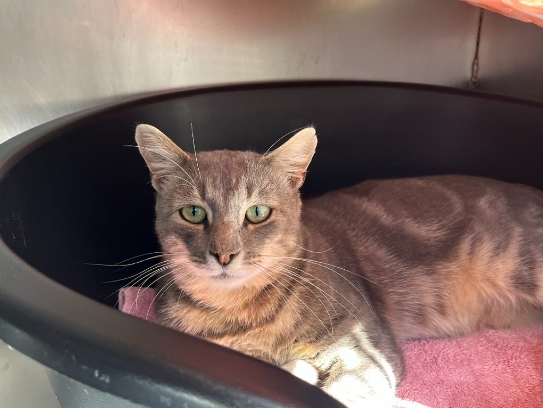 Moise - Chat Européen à adopter
