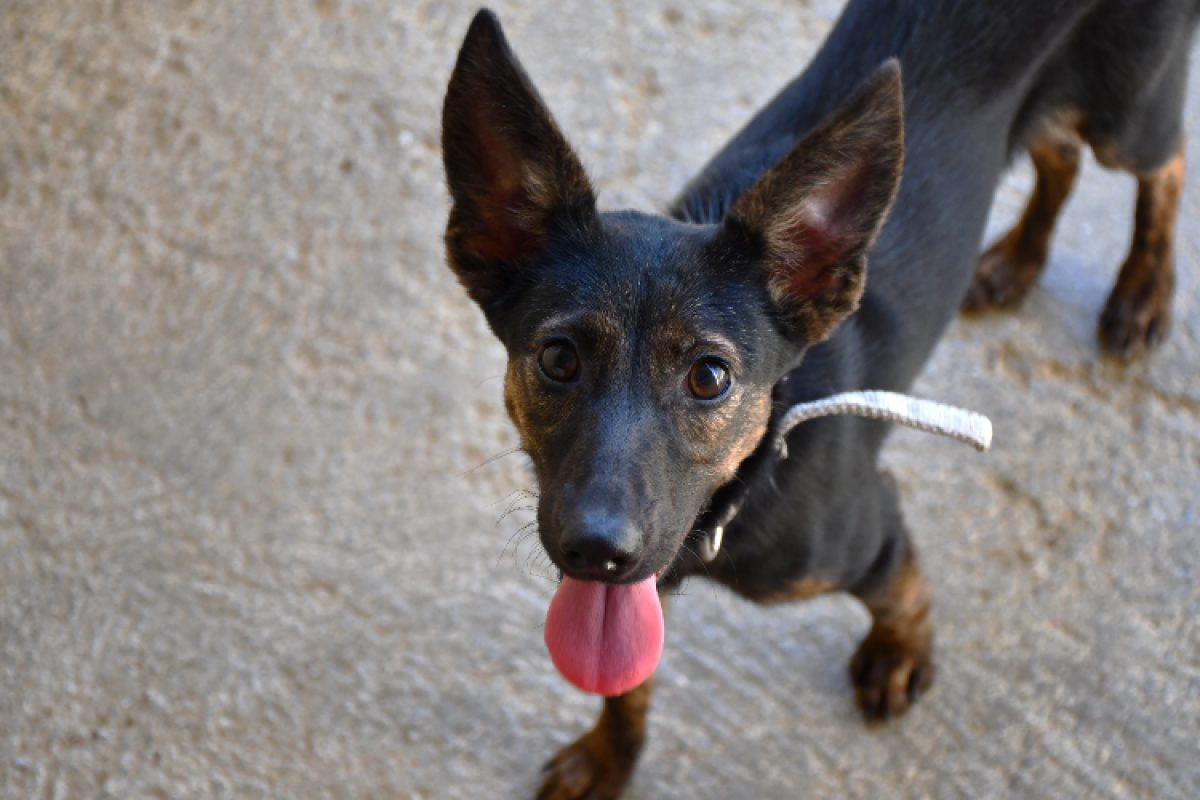 Tina "en cours d'adoption" - Chien à adopter