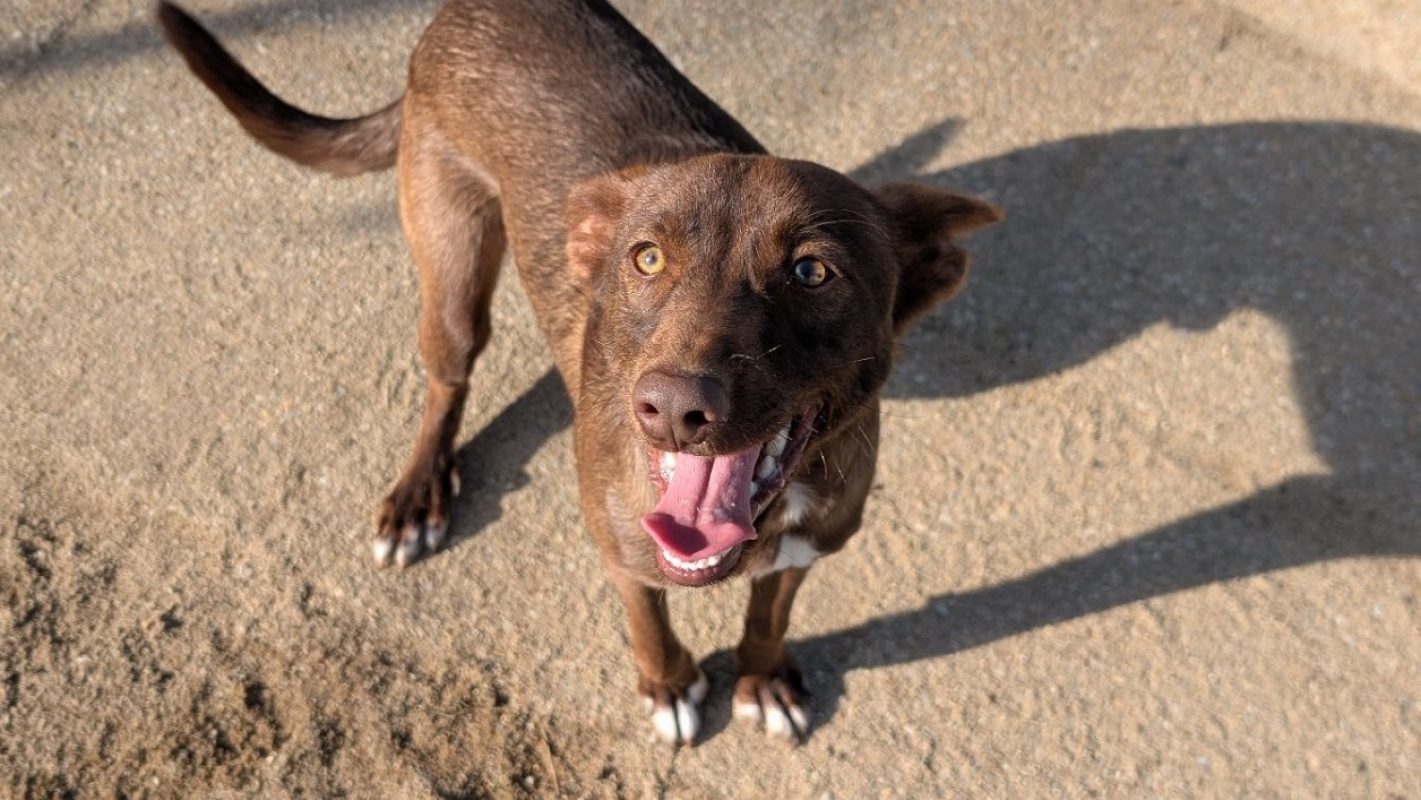 Aston - Chien à adopter