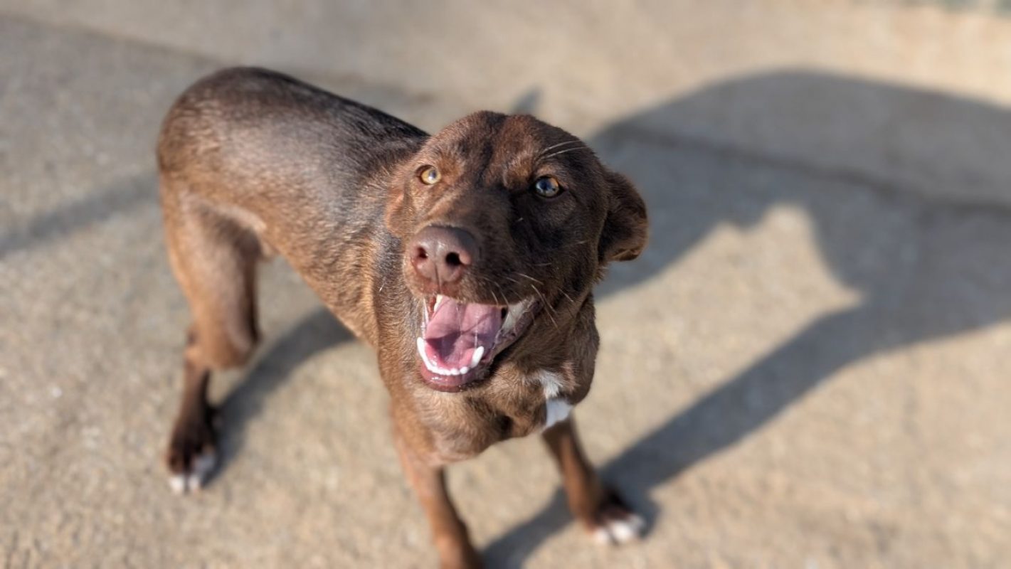 Aston - Chien à adopter - photo 2