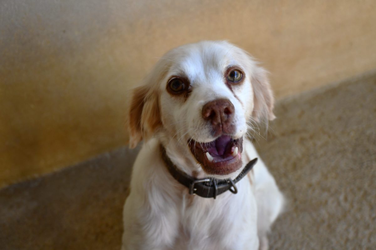 Queen - Chien Epagneul Breton à adopter