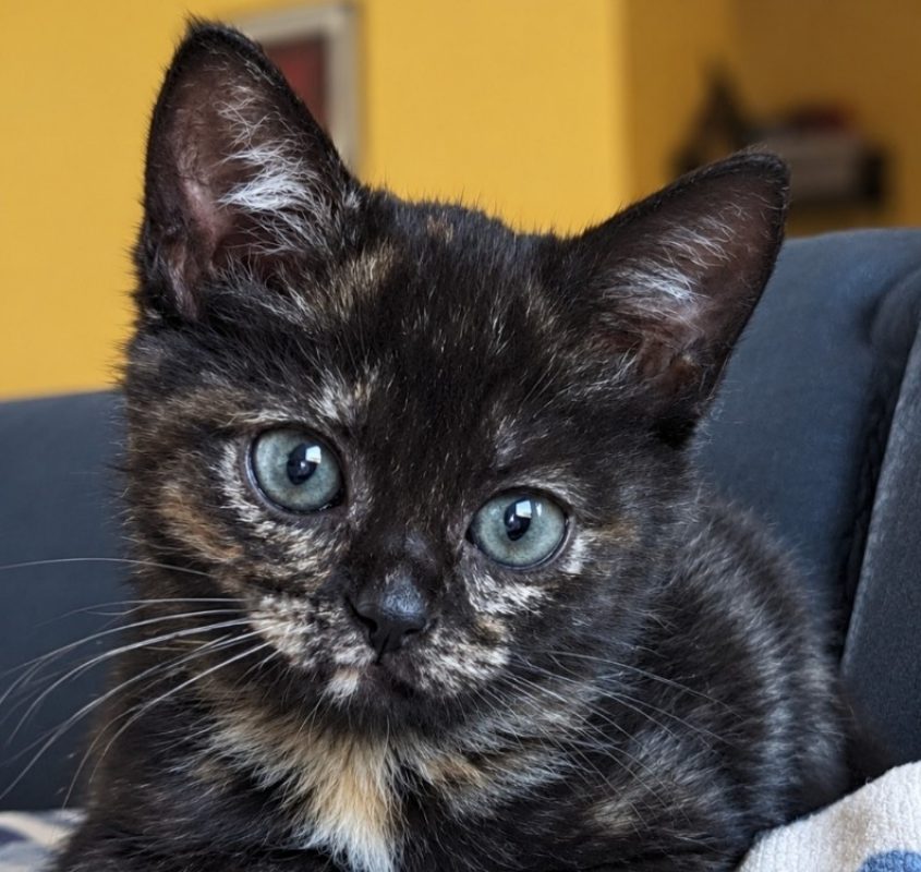 Mona - Chat Européen à adopter