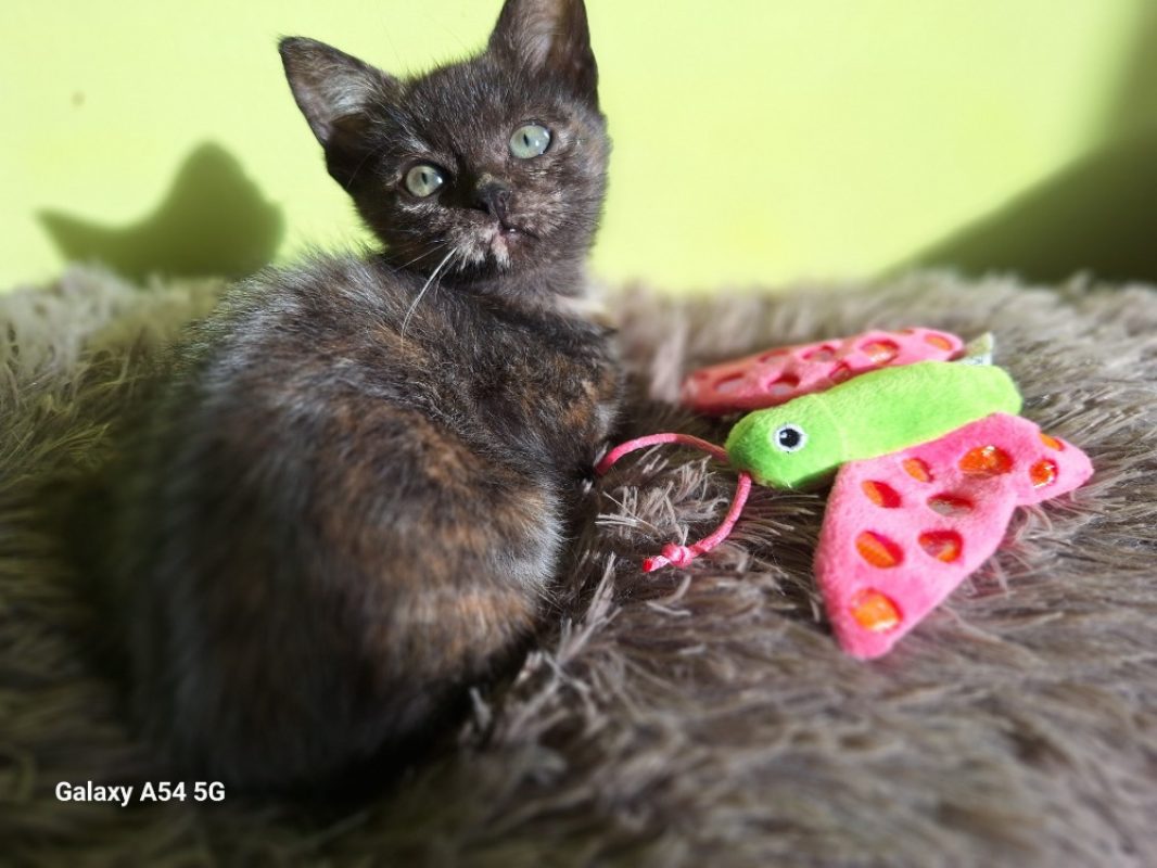 Mona - Chat Européen à adopter - photo 2