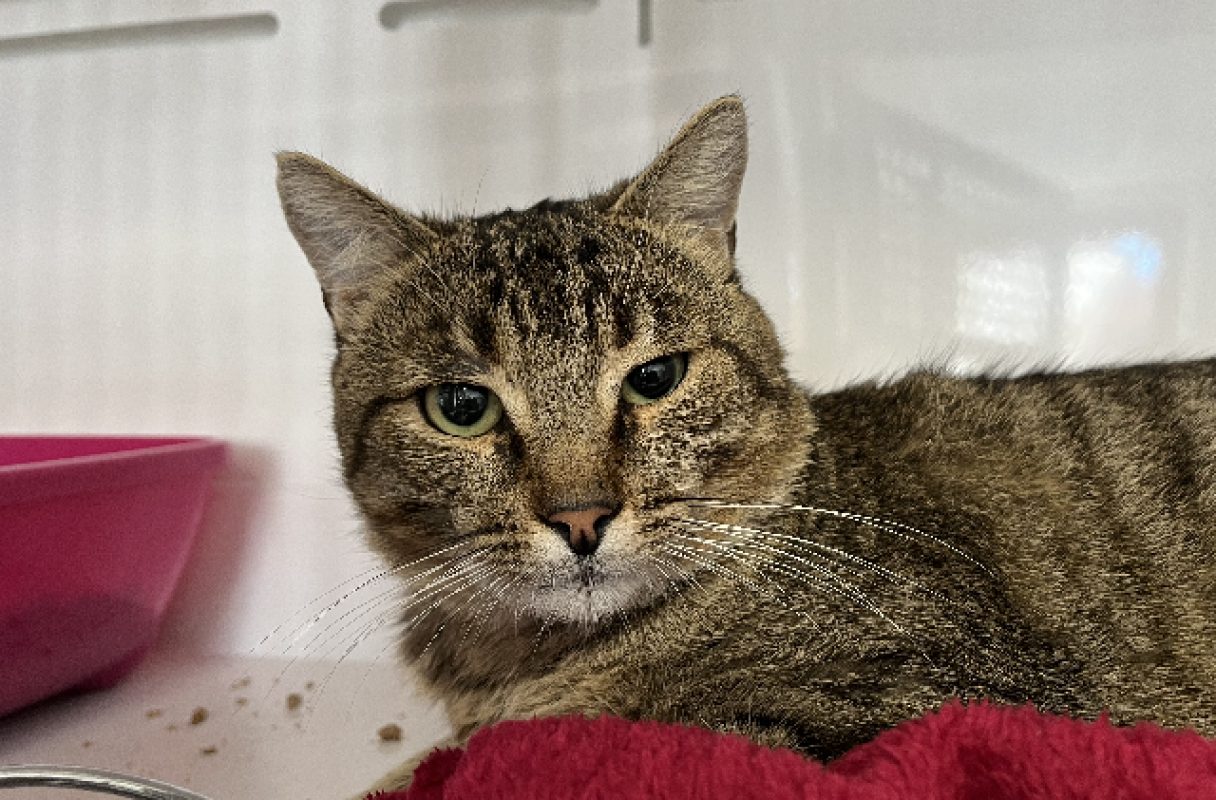 Potiron - Chat Européen à adopter