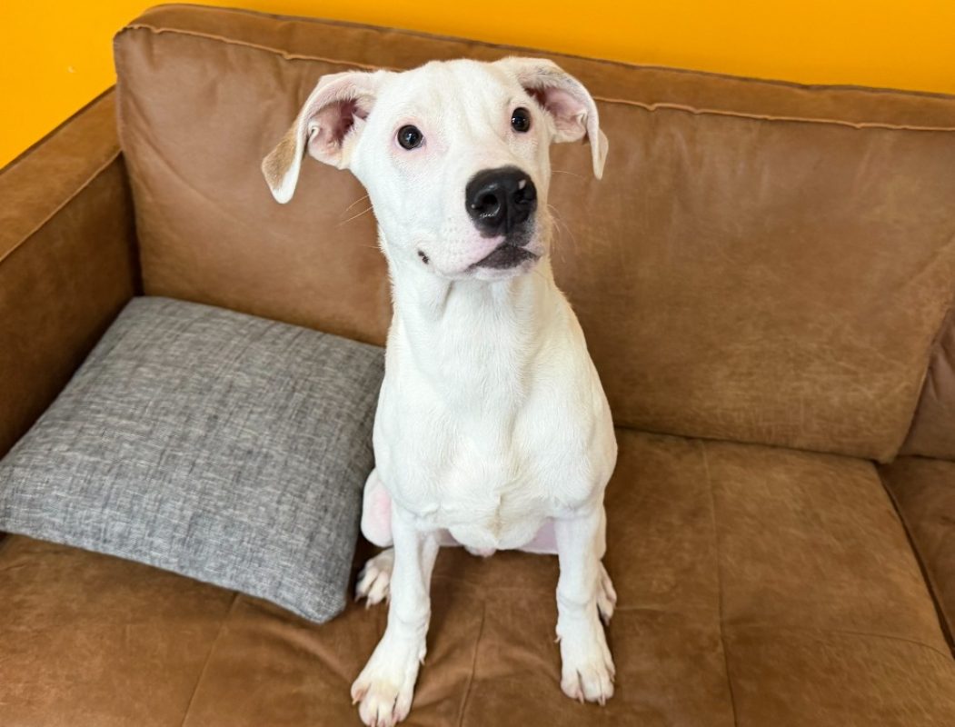 Adelo - Chien Bouledogue Américain à adopter