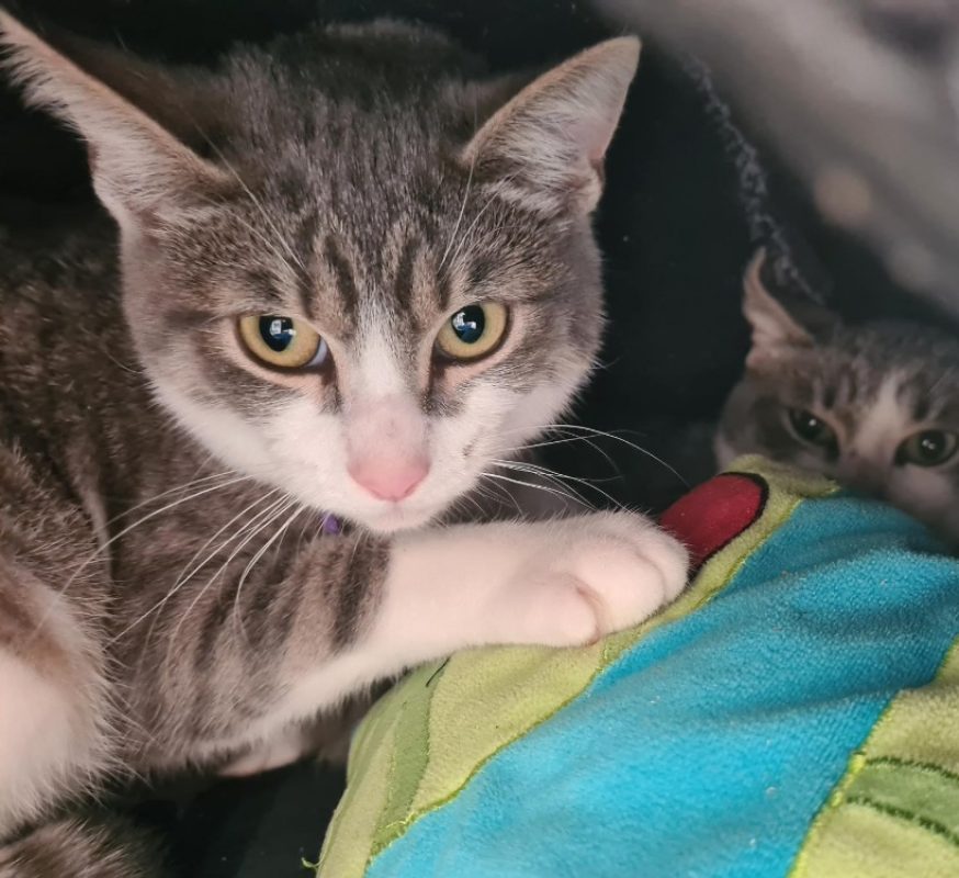 Abbie - Chat Européen à adopter