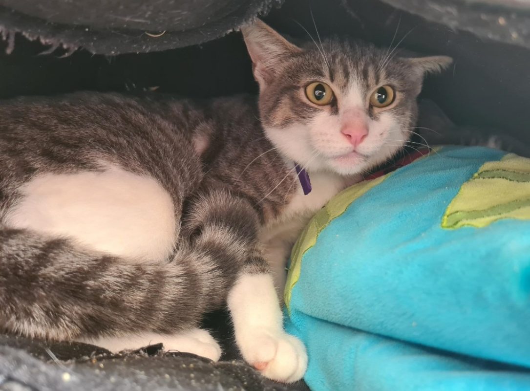 Una - Chat Européen à adopter
