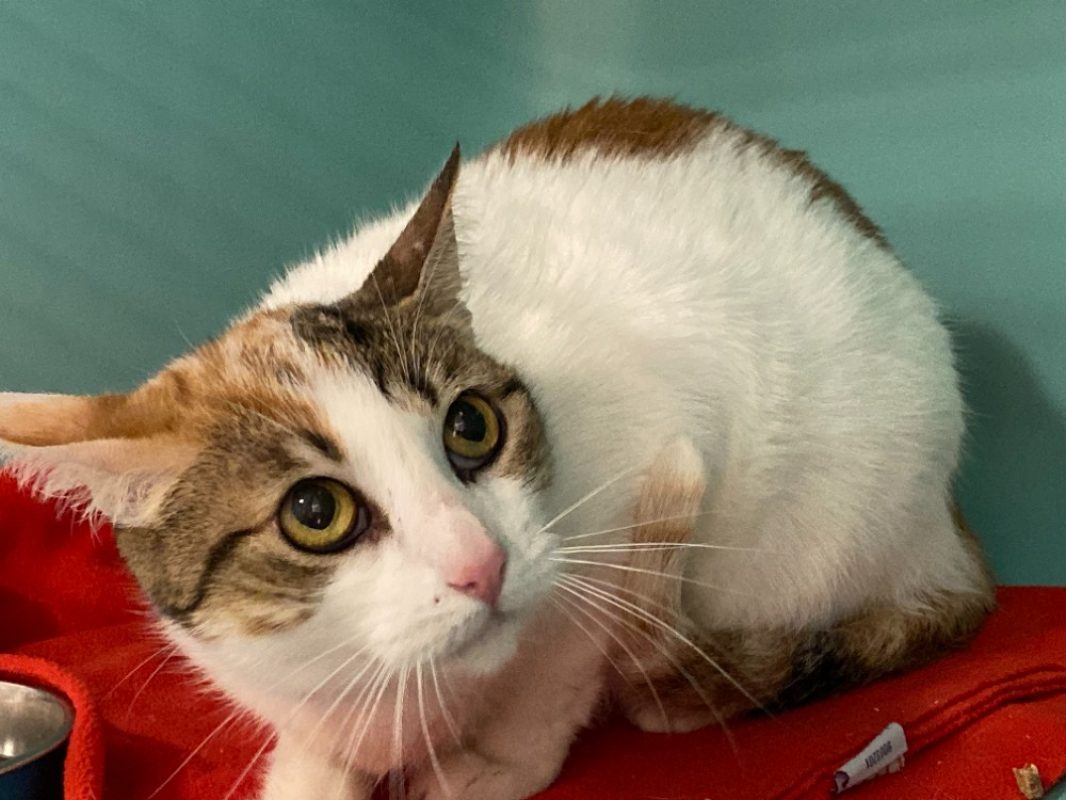 Kali - Chat Européen à adopter