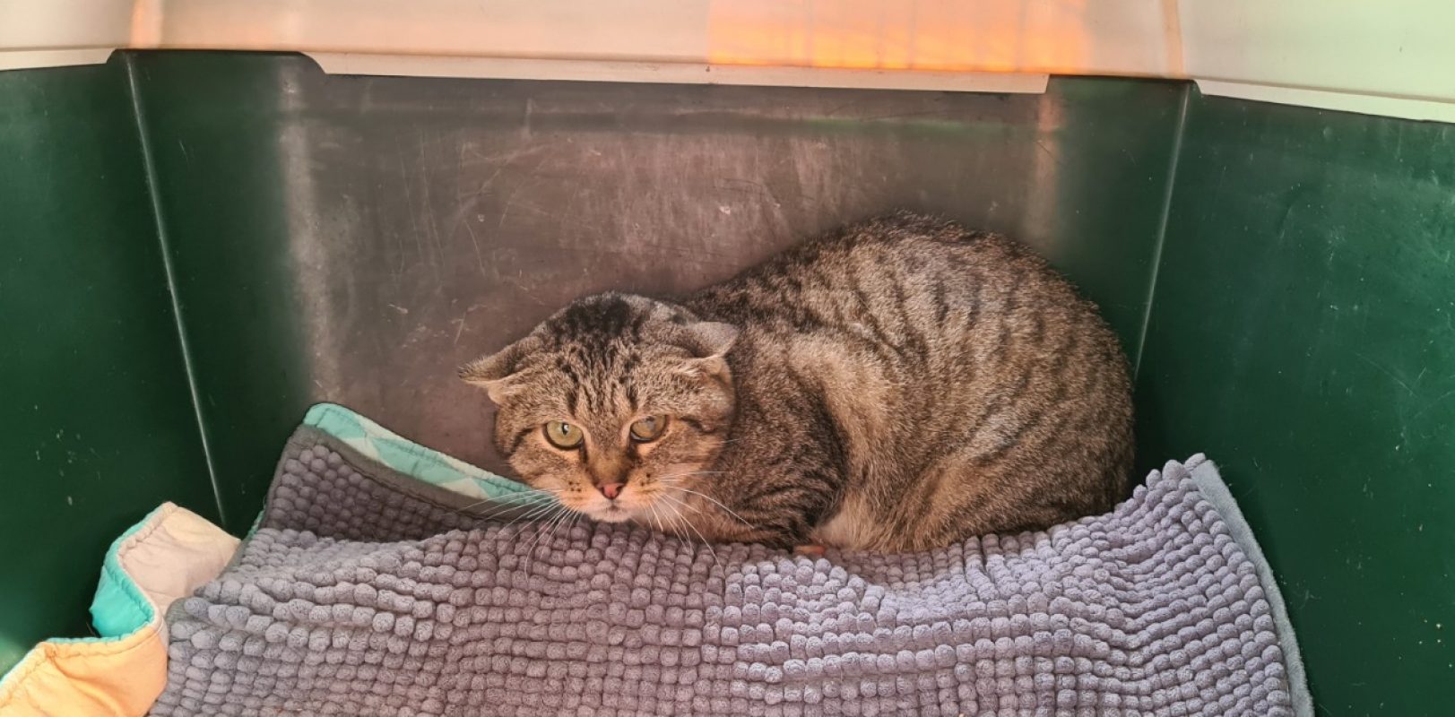 Ozzy - Chat Européen à adopter