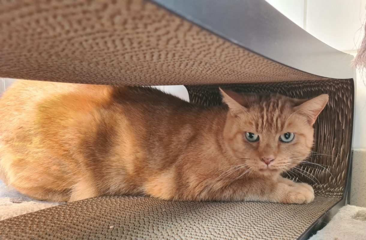 Marcello - Chat Européen à adopter