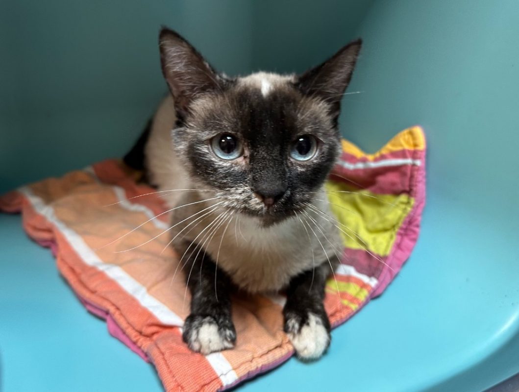 Aterpea - Chat Européen à adopter