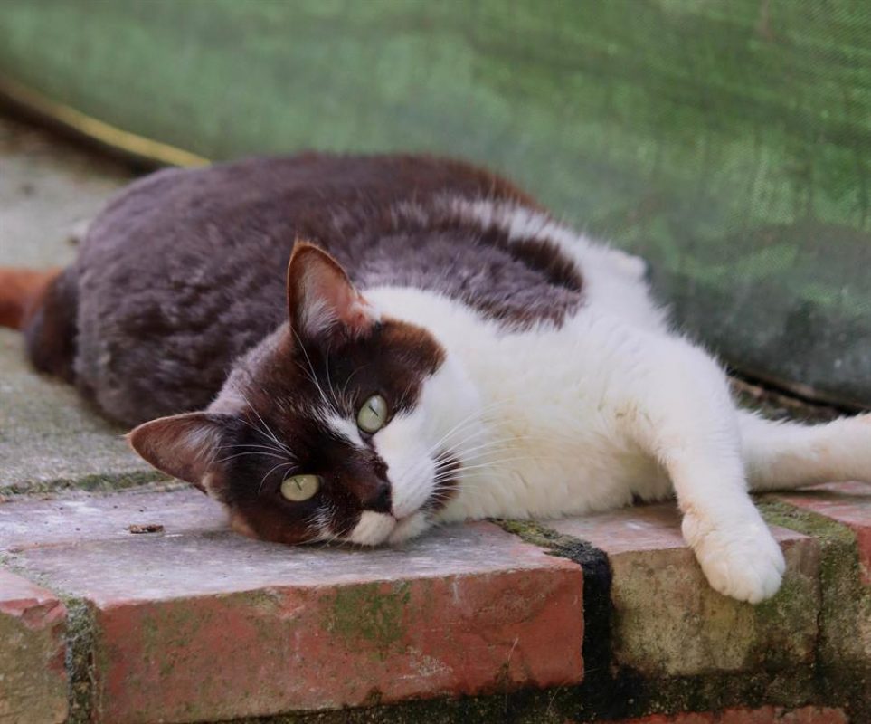 Cric - Chat Européen à adopter
