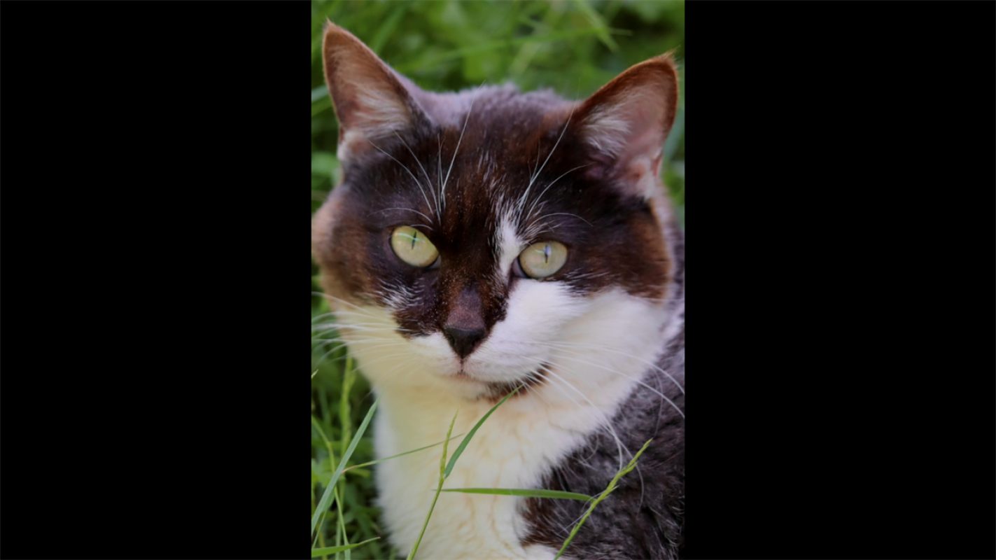 Cric - Chat Européen à adopter - photo 2