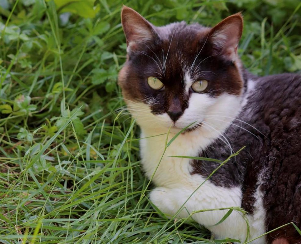 Cric - Chat Européen à adopter - photo 3
