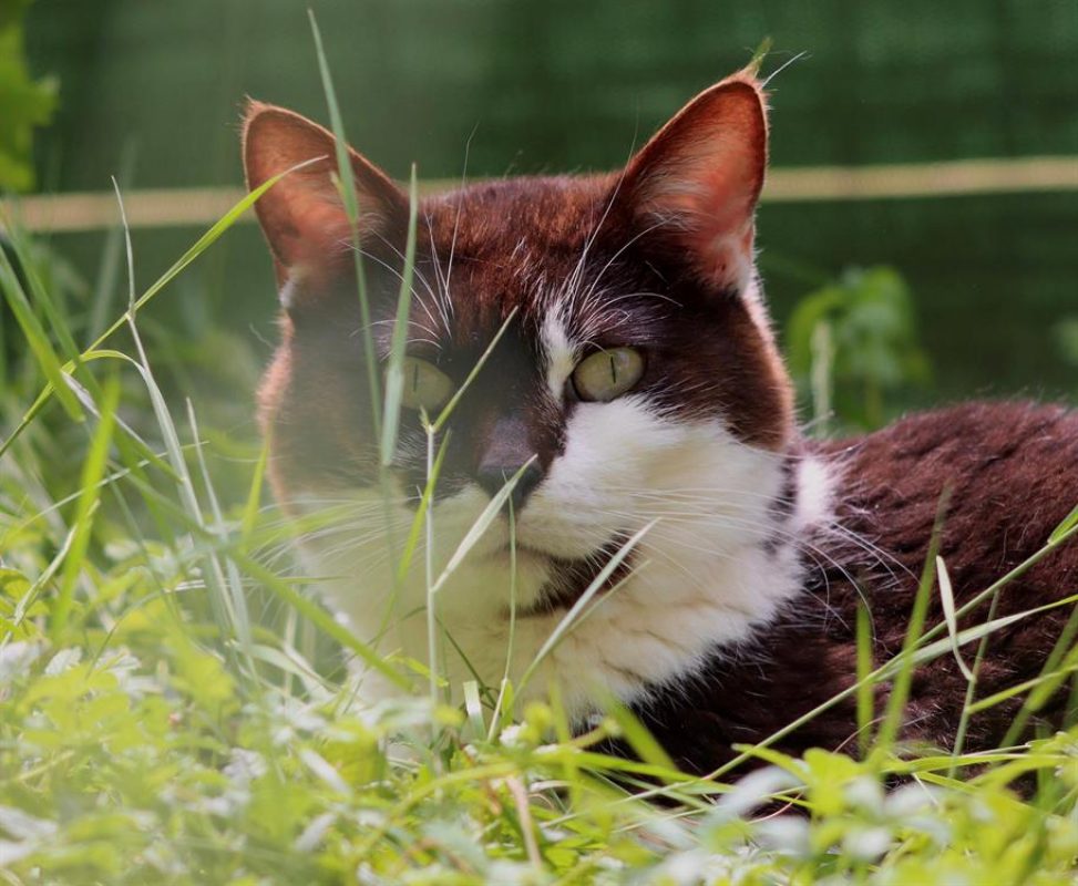 Cric - Chat Européen à adopter - photo 4