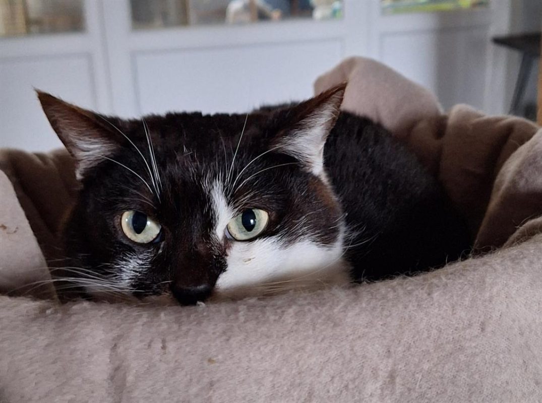 Cric - Chat Européen à adopter - photo 5