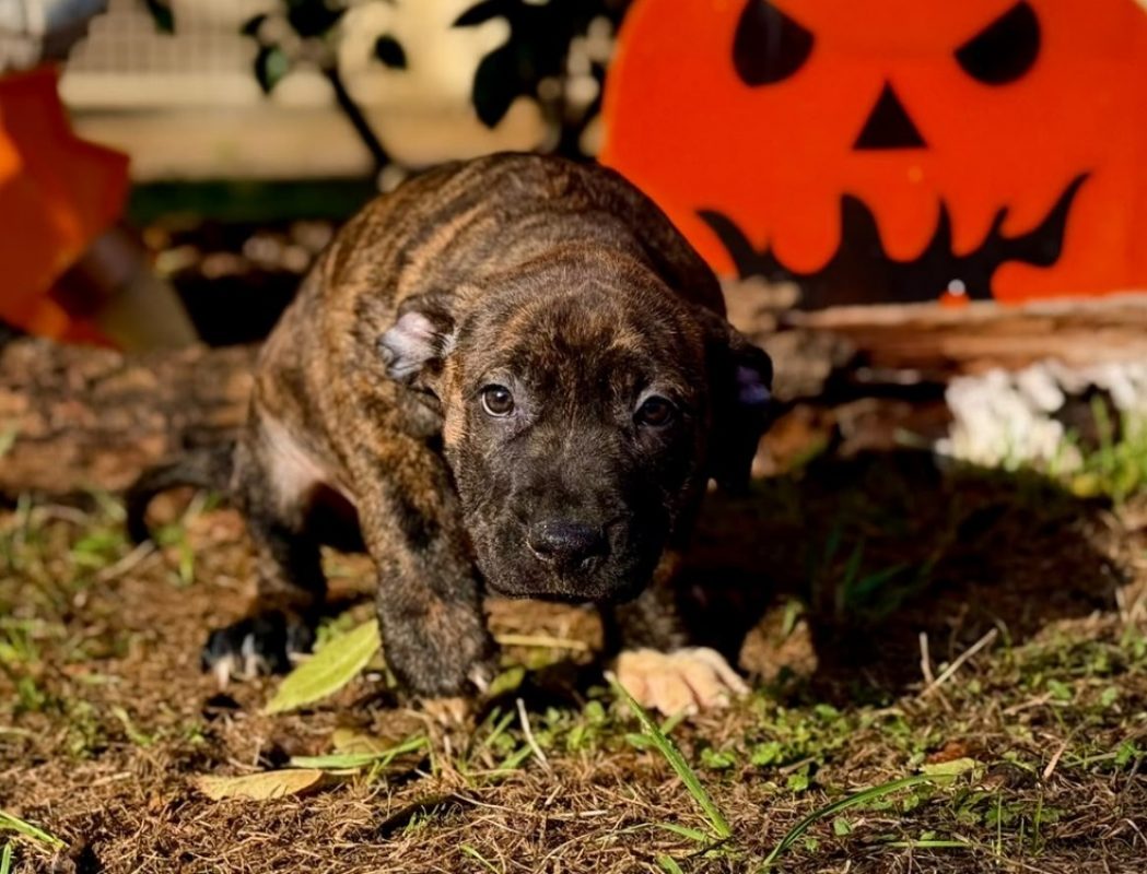 Crunch - Chien Bouledogue Américain à adopter