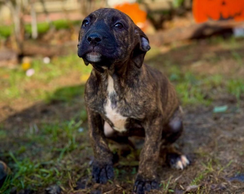 Anouk - Chien Bouledogue Américain à adopter