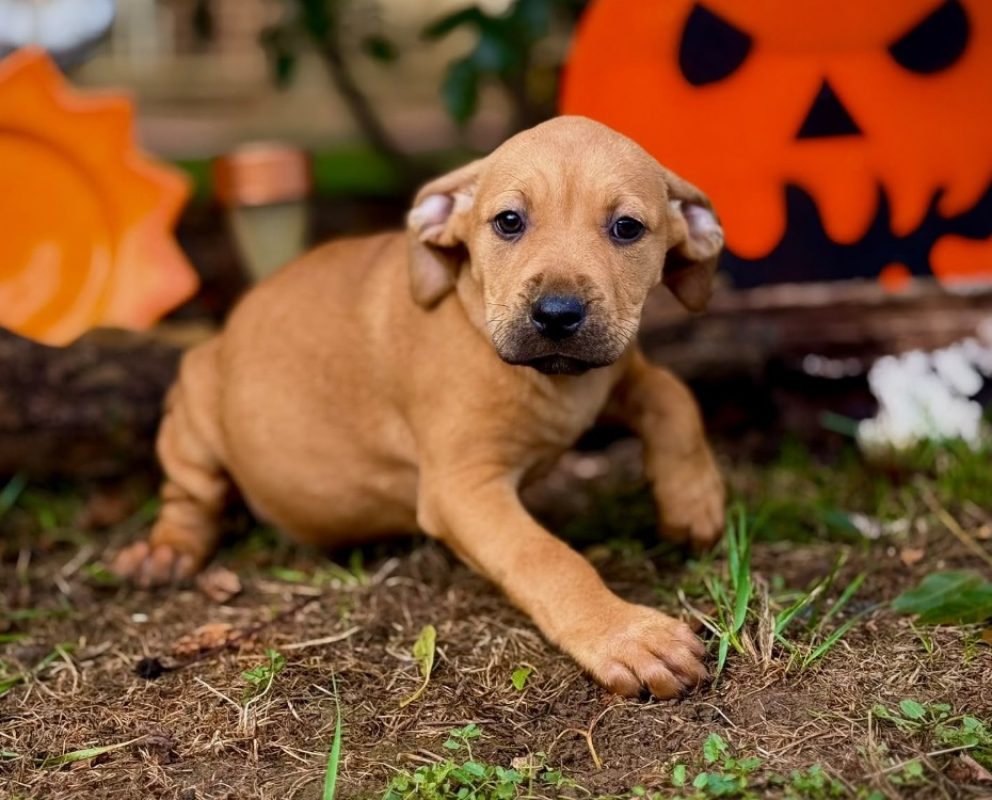 Indy - Chien Bouledogue Américain à adopter