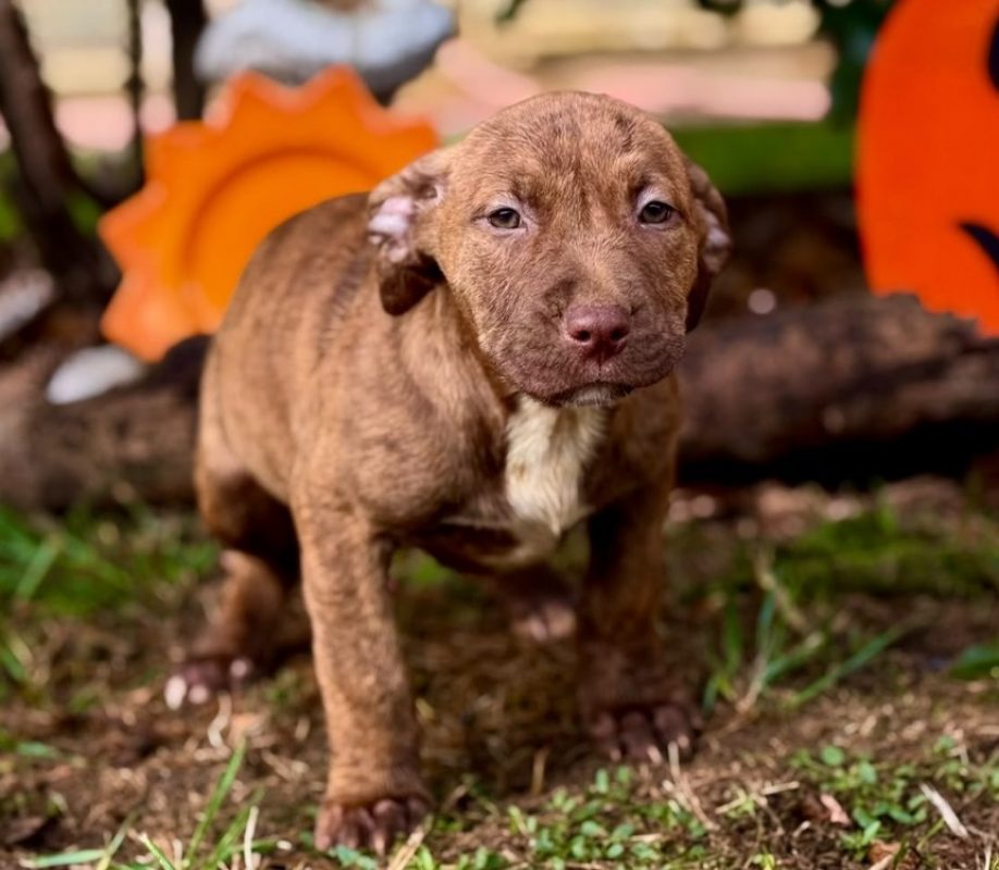 Volka - Chien Bouledogue Américain à adopter