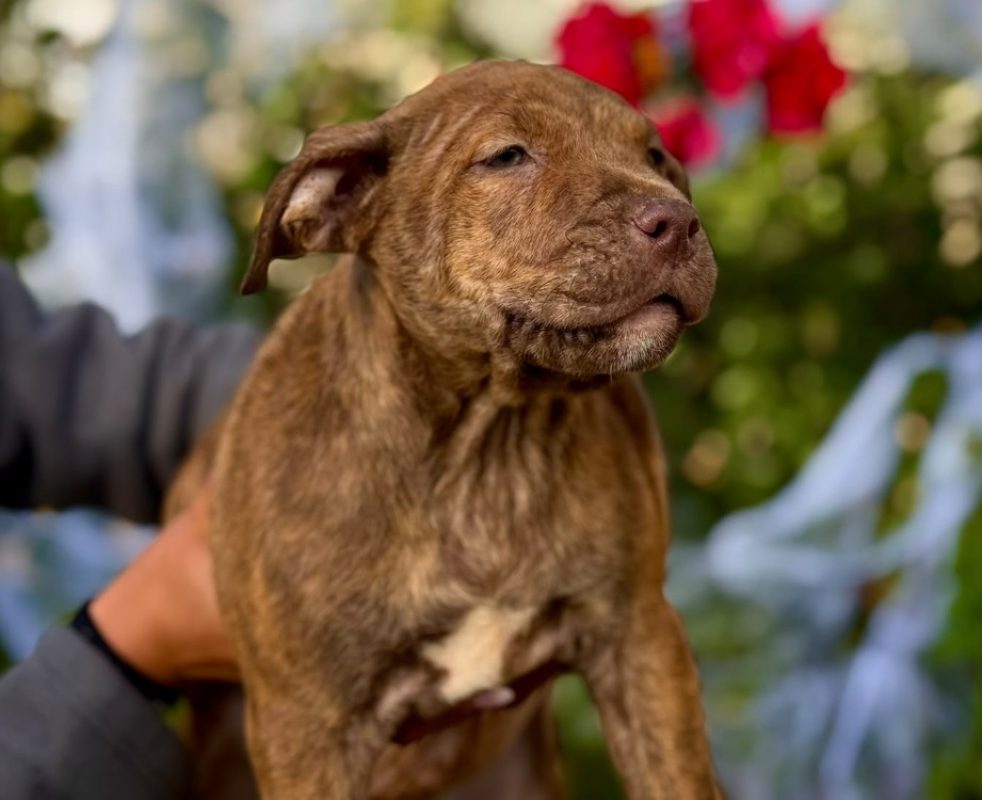 Brek - Chien Bouledogue Américain à adopter