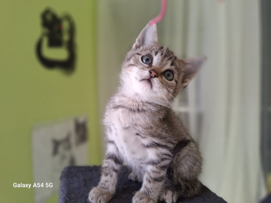 Bob - Chat Européen à adopter
