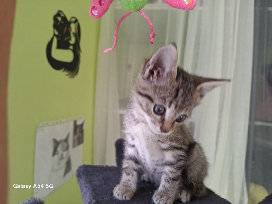 Bob - Chat Européen à adopter - photo 2