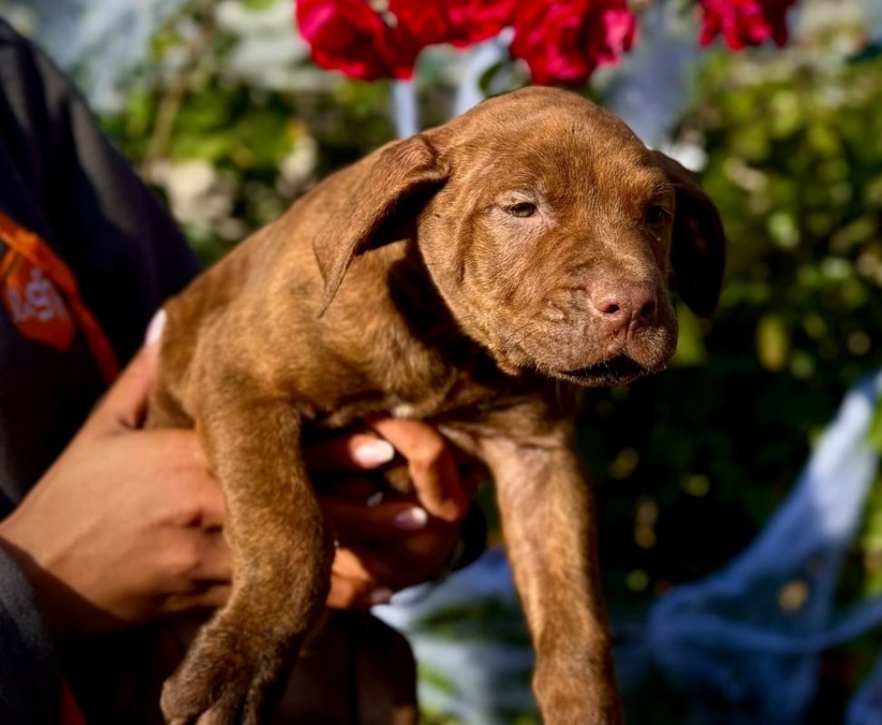 Pixel - Chien Bouledogue Américain à adopter