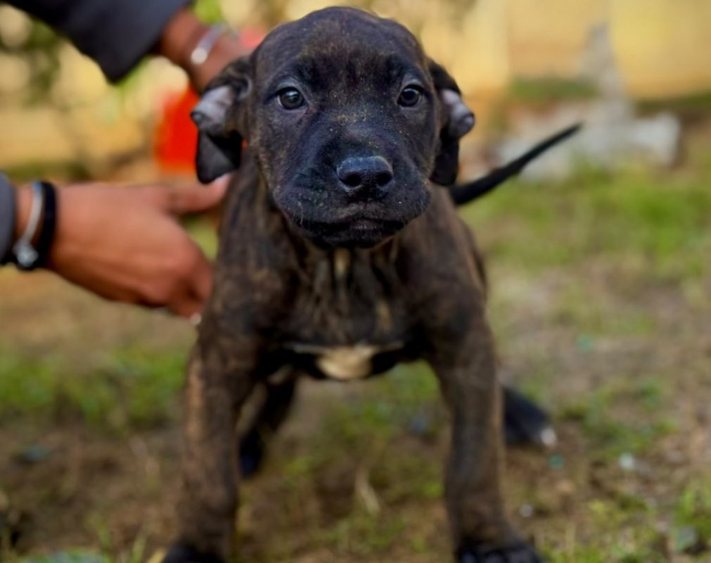Cookie - Chien Bouledogue Américain à adopter
