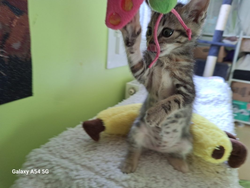 Tahiti - Chat Européen à adopter