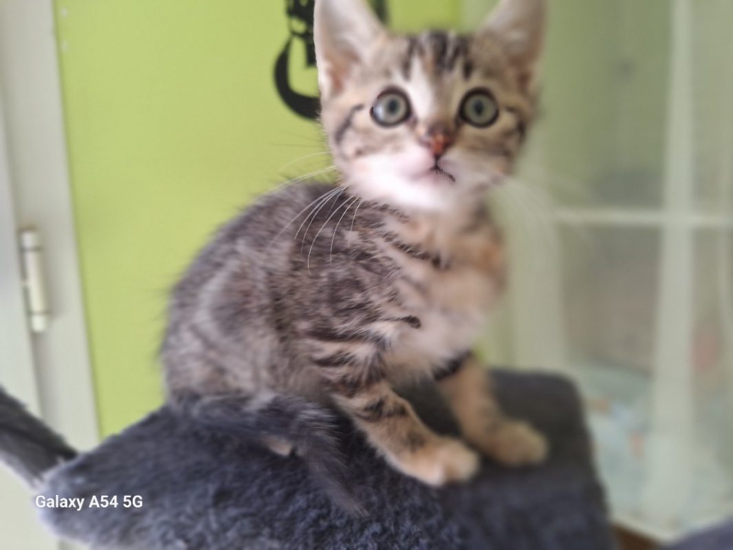 Tahiti - Chat Européen à adopter - photo 2