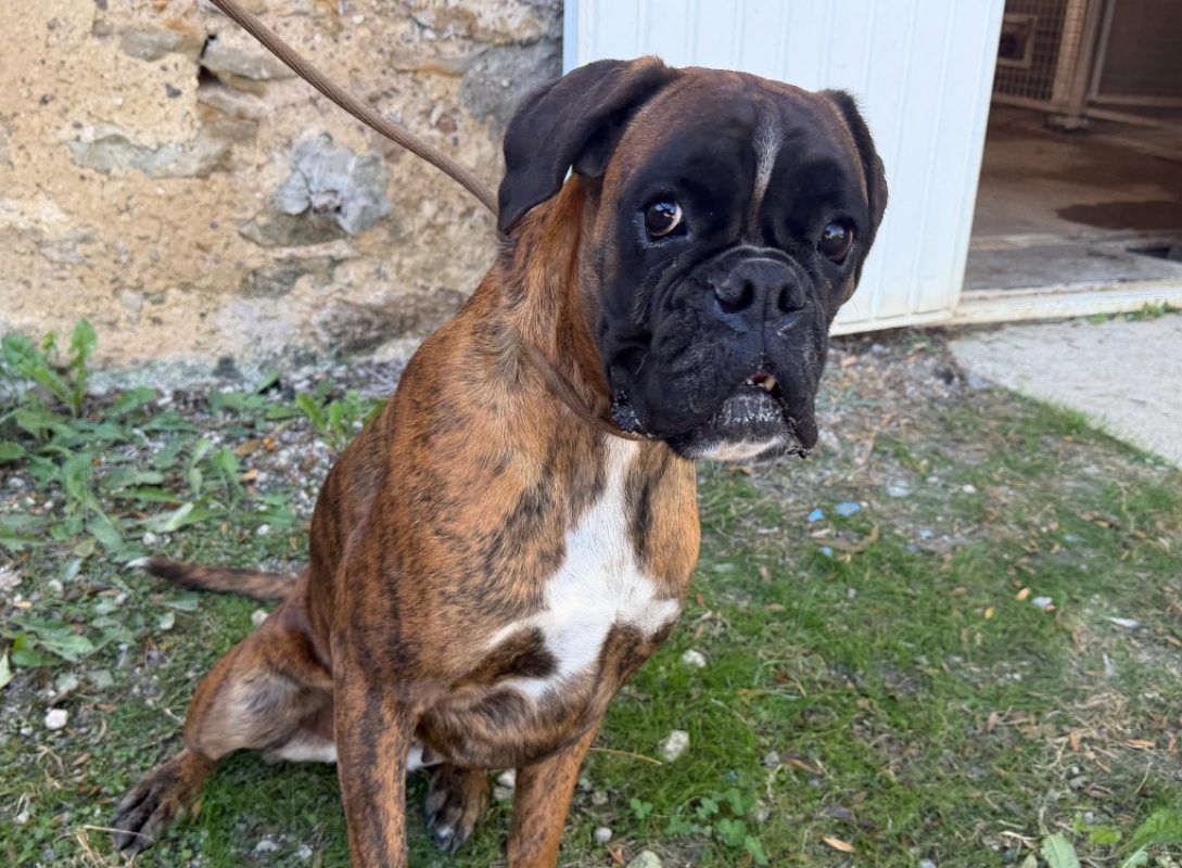 Saphir - Chien Boxer à adopter