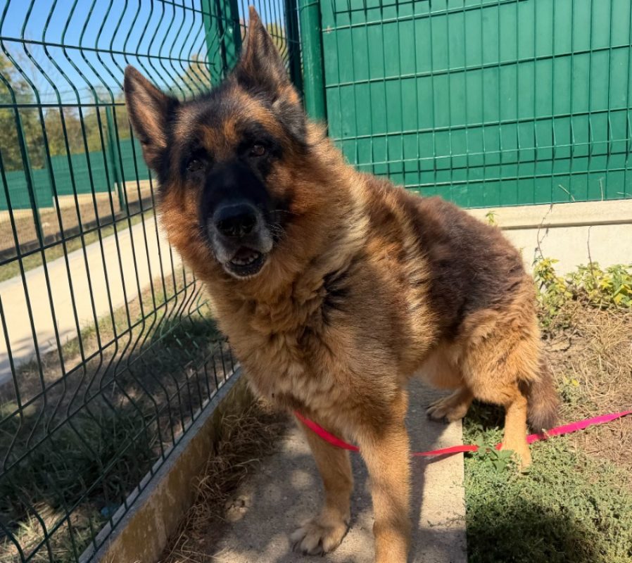 Murphy - Chien Berger Allemand à adopter