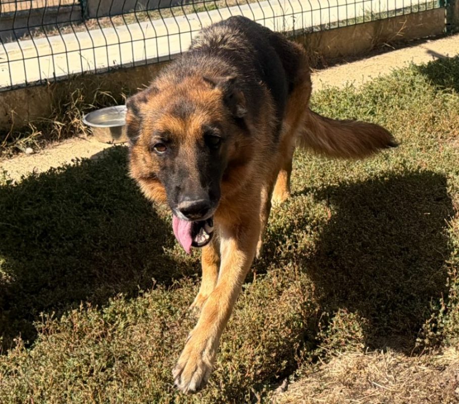 Moon - Chien Berger Allemand à adopter