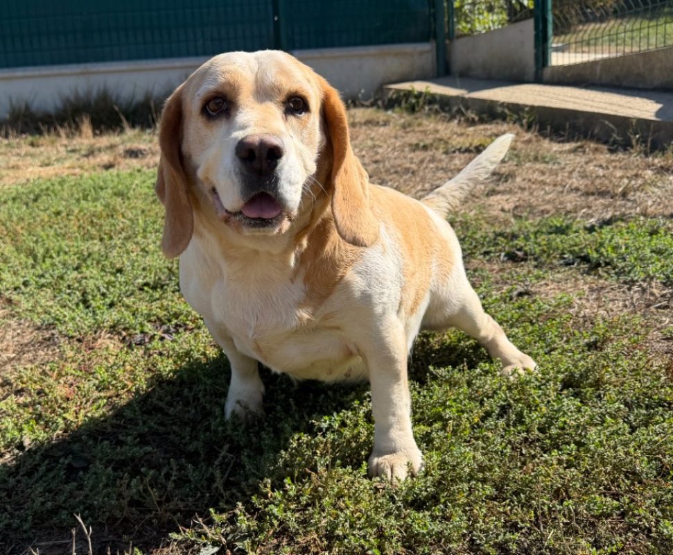 Pudding - Chien Beagle à adopter