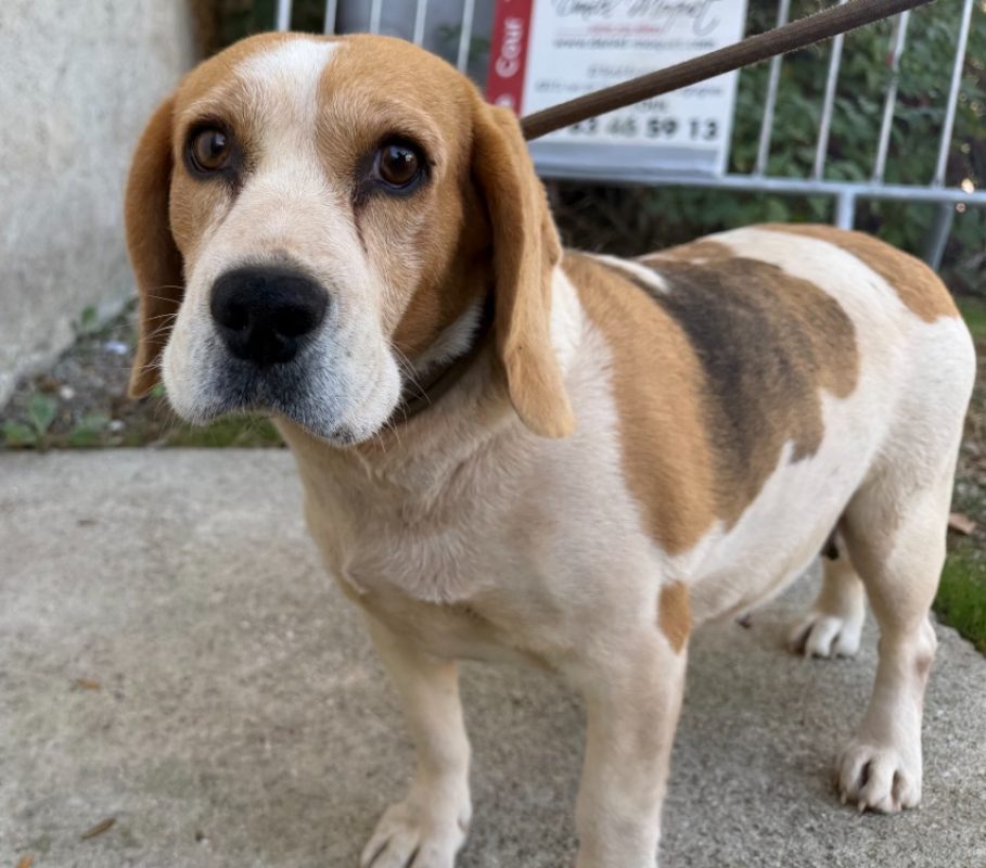Rebelle - Chien Beagle à adopter
